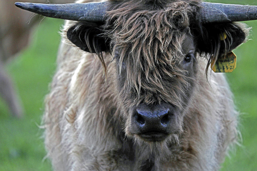 Wixom Farm Highland Cattle - Horns Ahead Photograph by Terry Cork