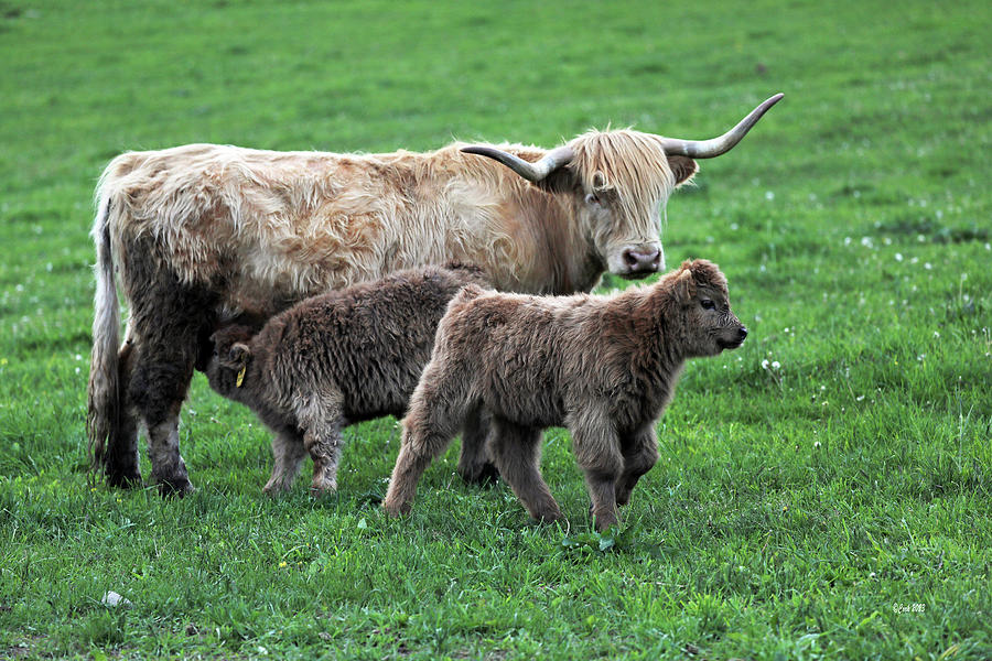 Wixom Farm Highland Cattle - Mom and Two Calves Photograph by Terry Cork