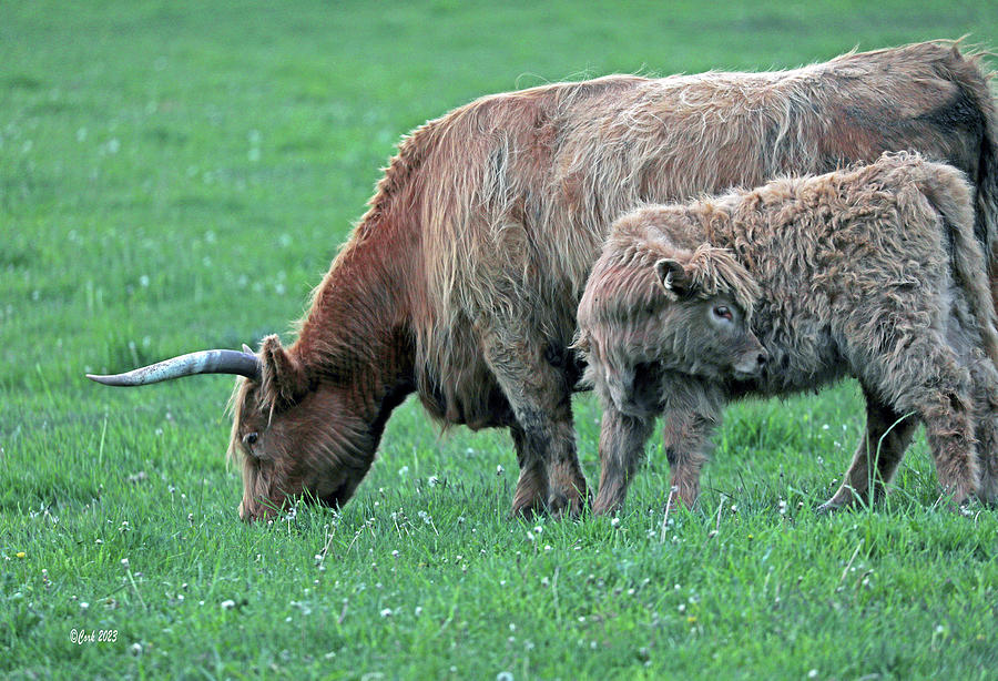 Wixom Farm Highland Cattle - Mother and Child Reunion Photograph by Terry Cork