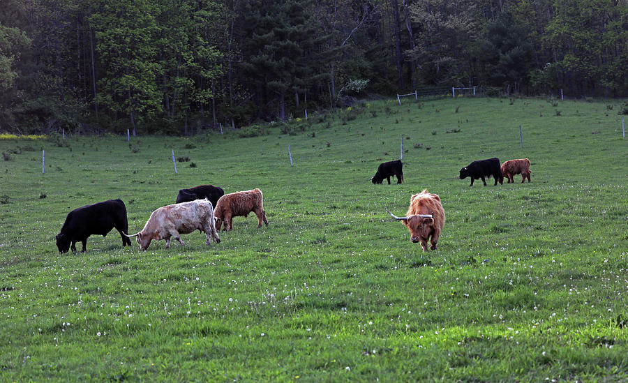 Wixom Farm Highland Cattle - Pasture Grazing Photograph by Terry Cork