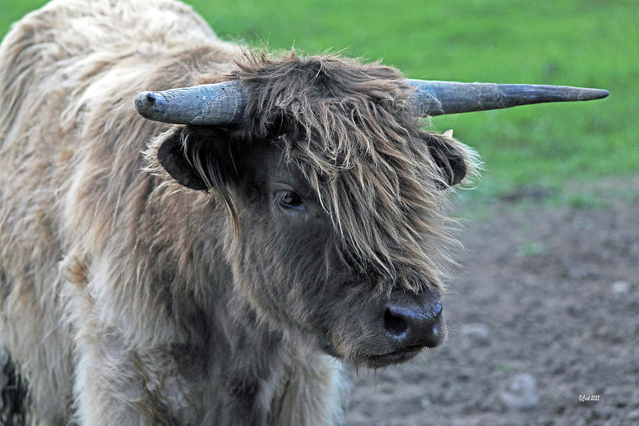 Wixom Farm Highland Cattle - Shaggy White Profile Photograph by Terry Cork