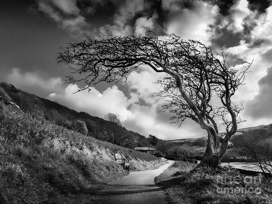 Black And White Photograph - Wizened Tree, Lynton by Russell Welton