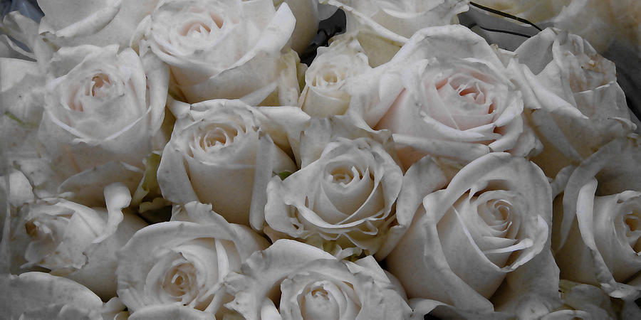 White Rose Destiny Photograph by David Zimmerman
