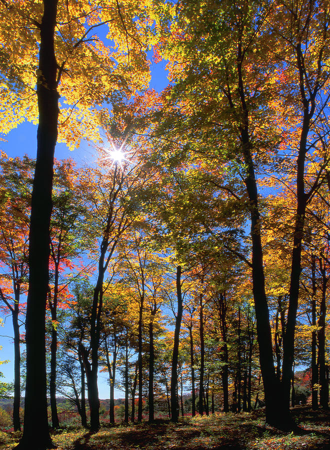 Wny17b - Fall Allegany State Park Photograph
