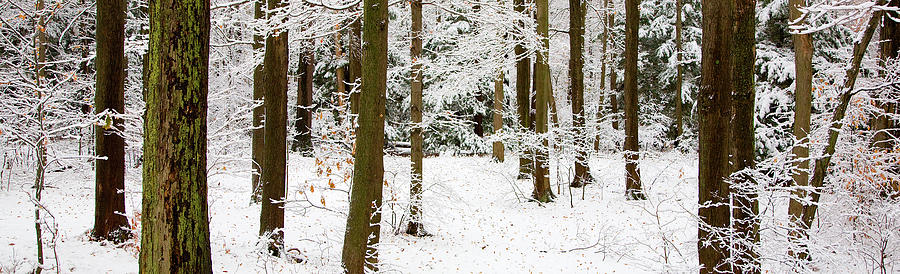 Wny23 - Winter Chestnut Ridge Park Photograph