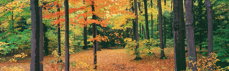 Wny3 - Fall Chestnut Ridge Park Photograph