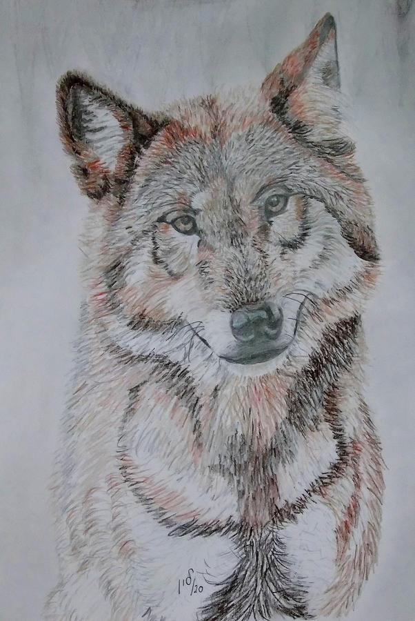 Wolf 2 Drawing by Maria Woithofer