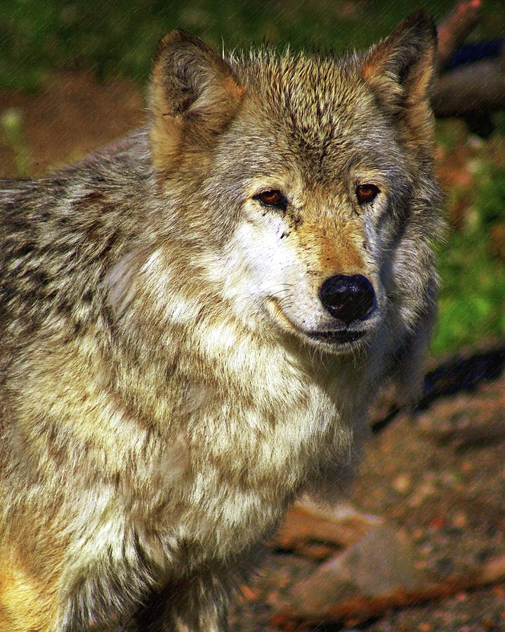 Wolf 2 Photograph