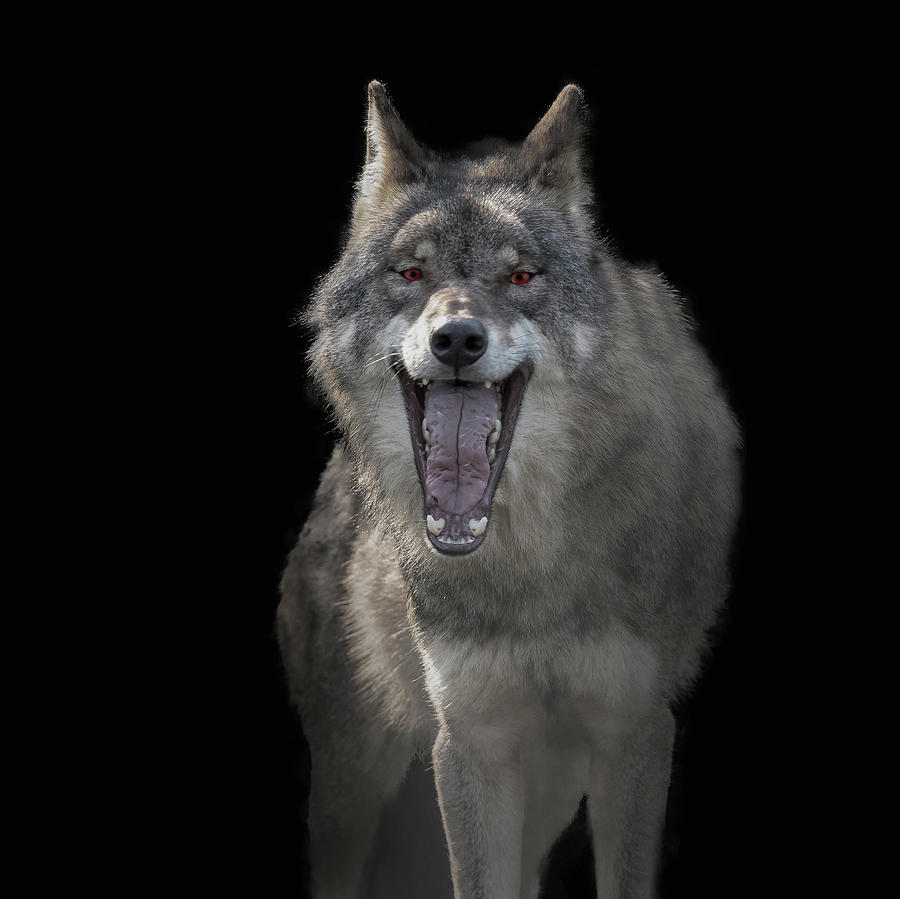 Wolf #4 in Color Photograph by Gert Hilbink - Fine Art America