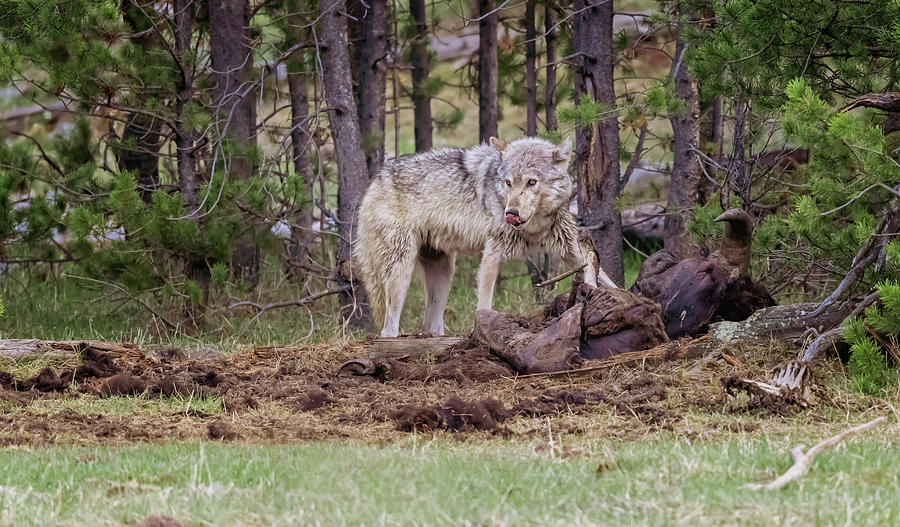 Wolf And Bison Carcass Yellowstone National Park Photograph
