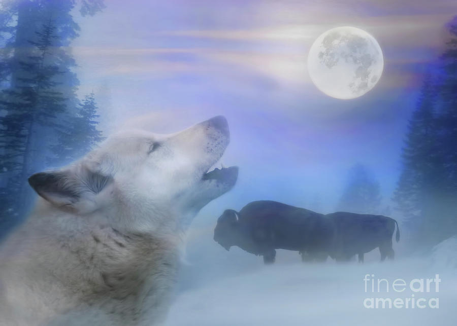 Wolf and Buffalo Moon Winter  Photograph by Stephanie Laird