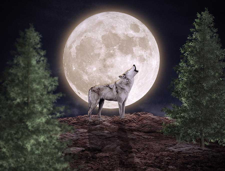 wolf bark at the moon