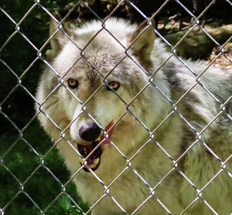 Wolf at Lakota Wolf Preserve in New Jersey - One Photograph by Linda