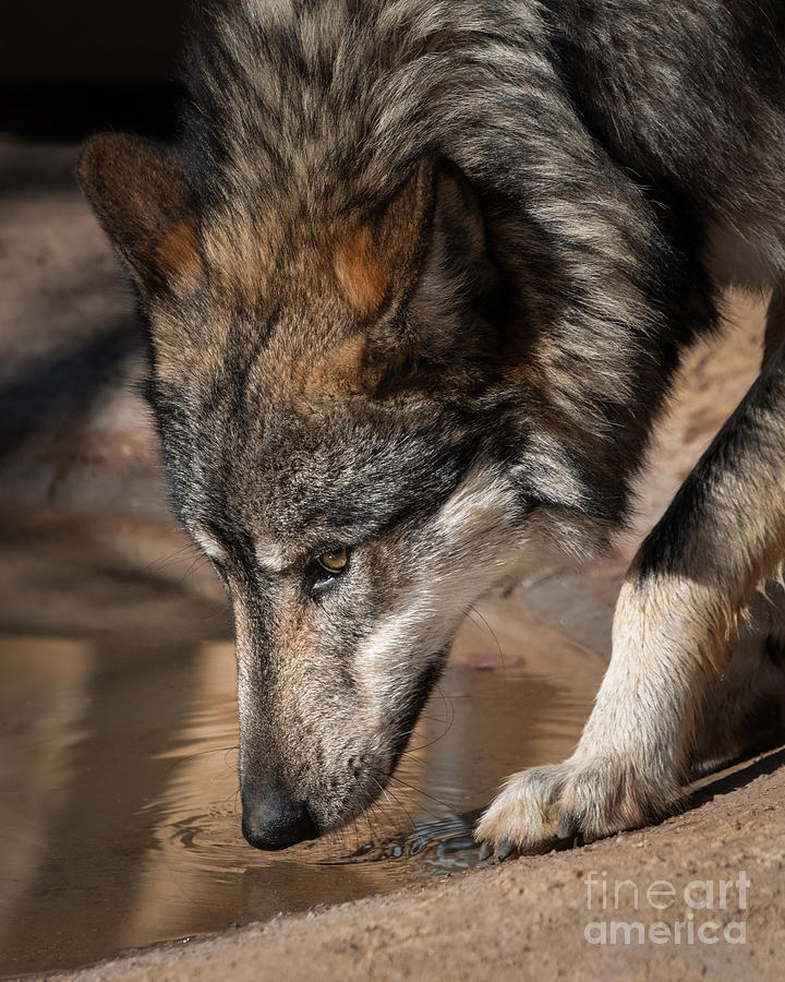 Wolf at Watering Hole Photograph by Lisa Manifold