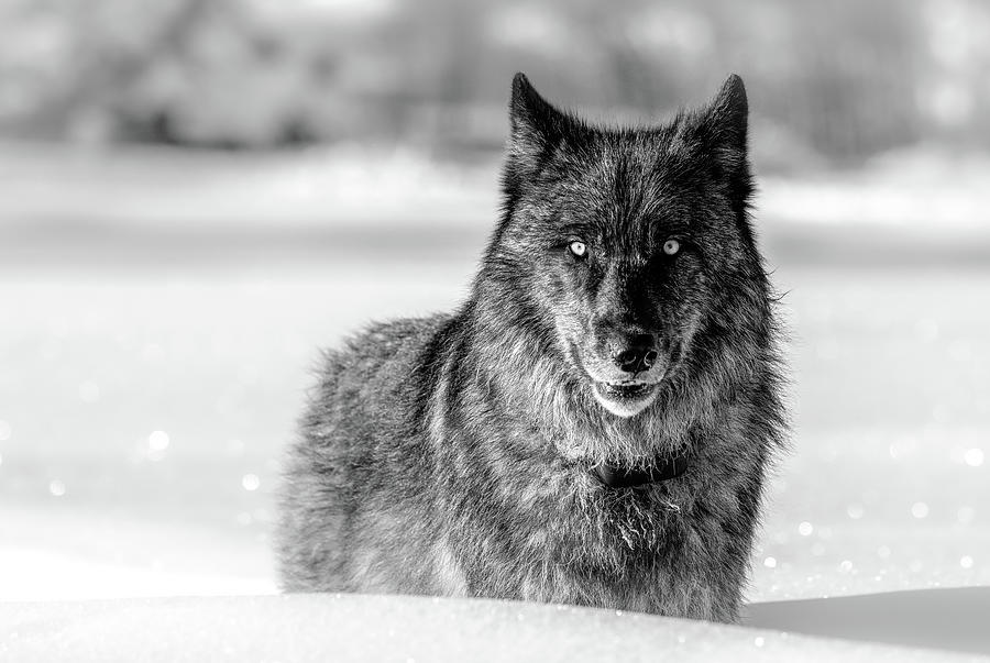 Wolf black and white Photograph by Peter Mangolds - Fine Art America