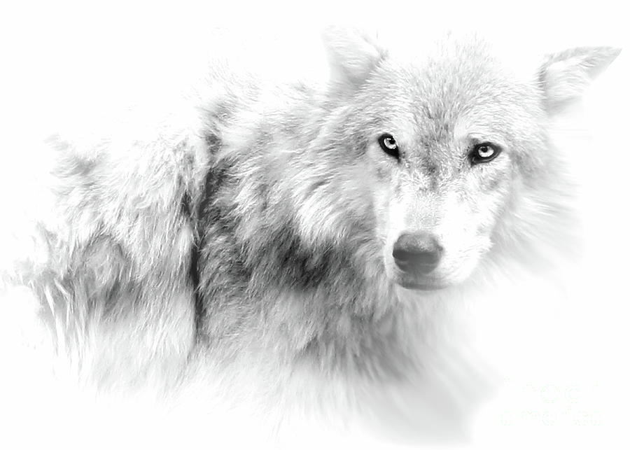 Wolf Black and White  Photograph by Stephanie Laird
