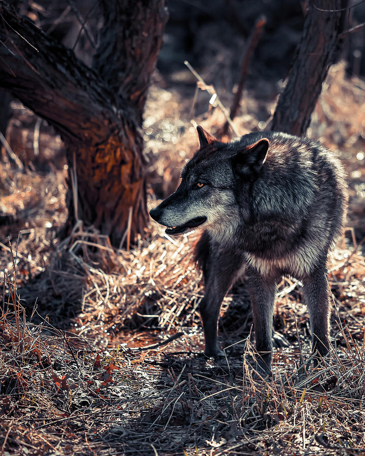 Wildlife Photograph - Wolf  by Brian Venghous