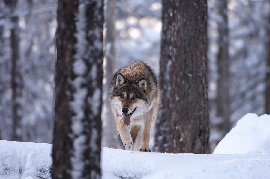 Wolf (Canis lupus) in pine forest Photograph by Peter Lilja