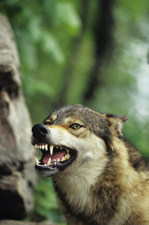 Wolf (Canis lupus) snarling, close-up, Canada Photograph by Tom Brakefield