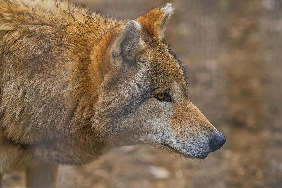 Wolf catching the smell Photograph by Zollie