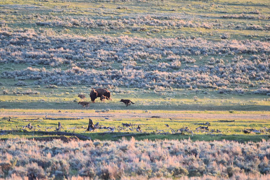 Wolf chasing bison calf Photograph by Stephen Adgate