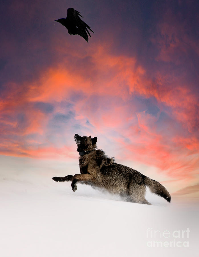 Wolf Chasing Raven Photograph by Deby Dixon