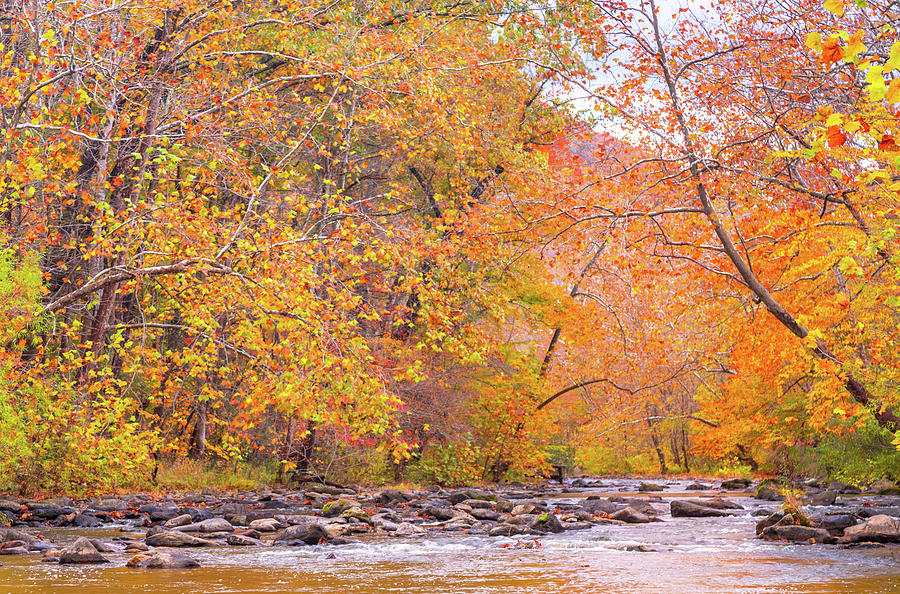 Wolf Creek and Fall Colors Photograph by Marc Crumpler
