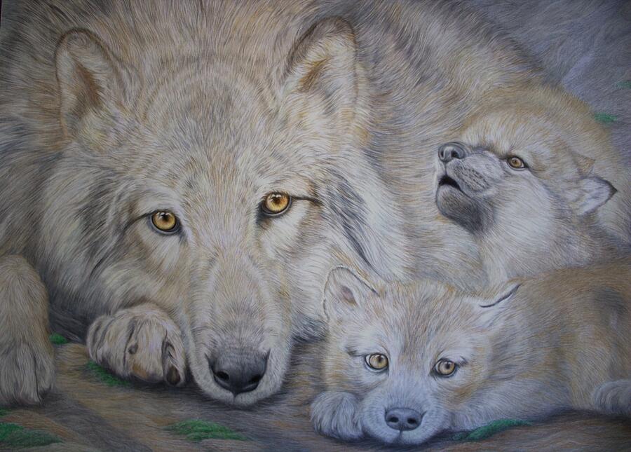 Howling Wolf Drawing - Wolf Cub Serenades His Family by Deidra Smith