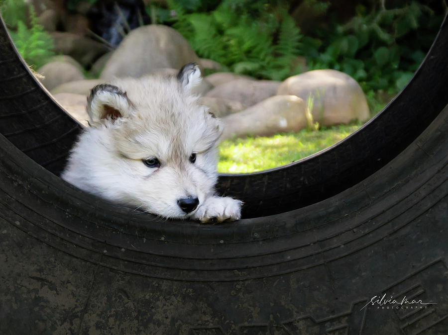 Wolf dog puppy  Photograph by Silvia Marcoschamer