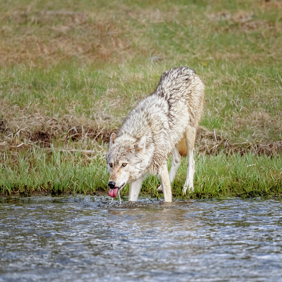 Wolf Drinking at the River II Photograph by Joan Carroll