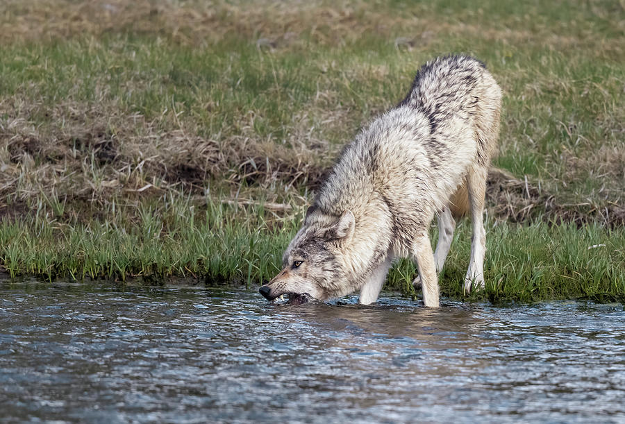 Wolf Drinking at the River Photograph by Joan Carroll