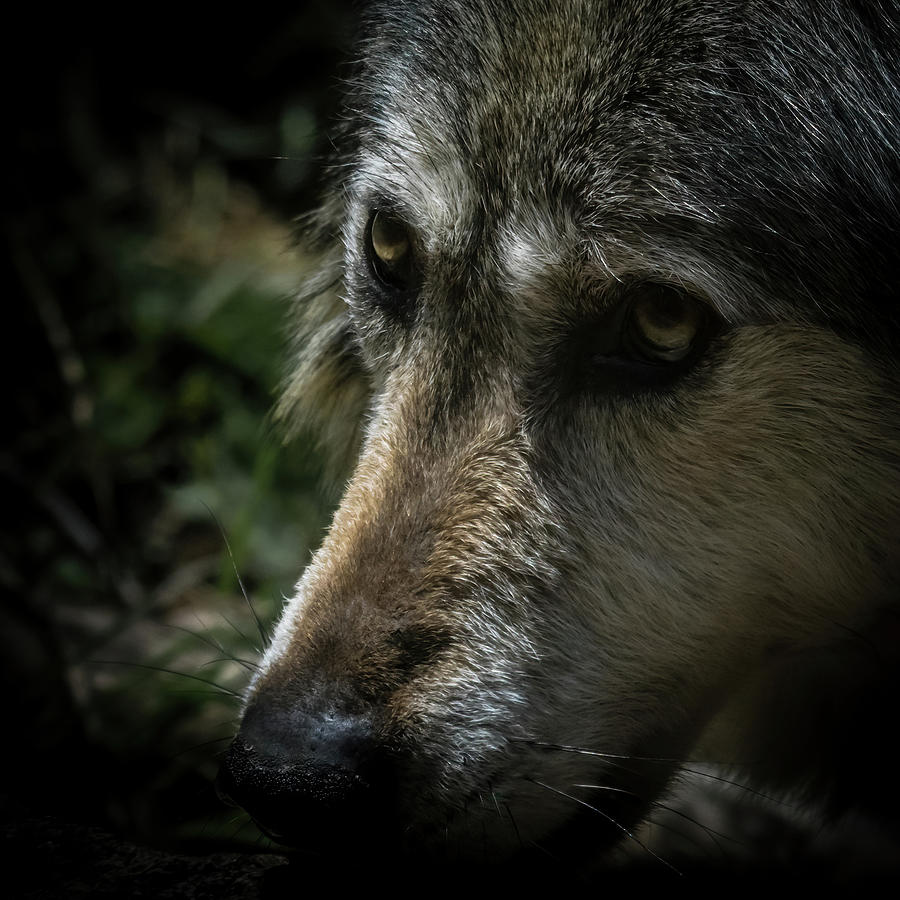 Wolves Photograph - Wolf Emotions by Ernest Echols