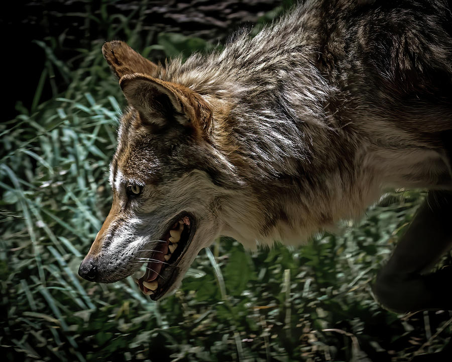 Wolf Photograph By Ernie Echols Fine Art America