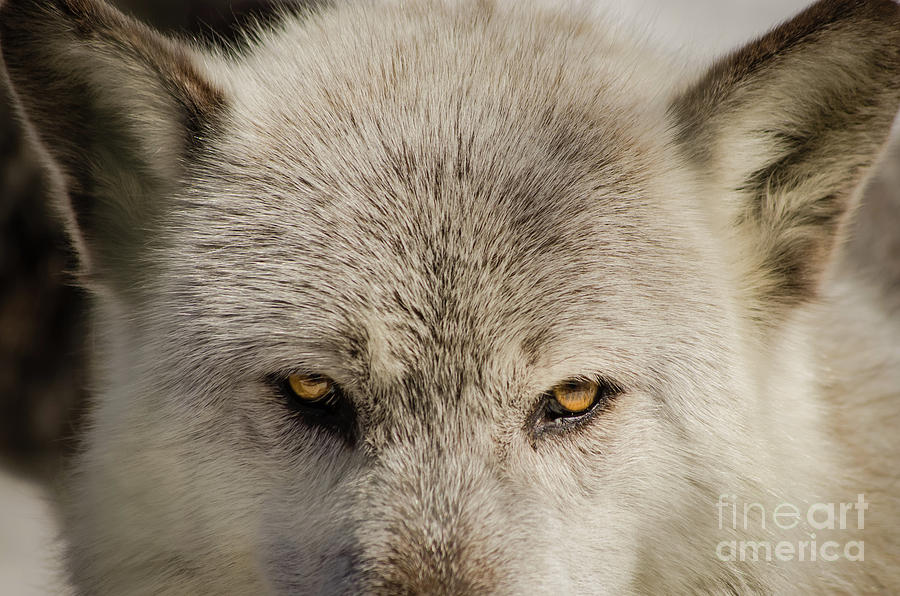 Wolf Eyes Animal / Wildlife Photograph Photograph by PIPA Fine Art - Simply Solid