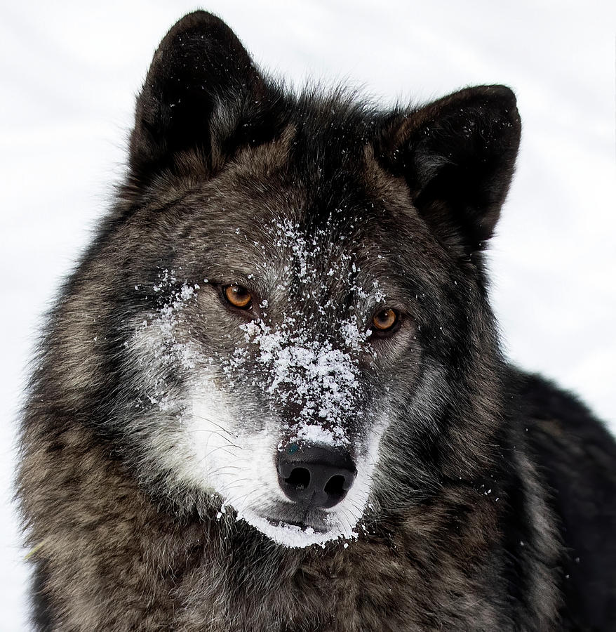 Wolf Eyes Photograph by Art Cole