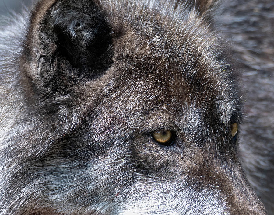 Wolf Eyes Photograph by Mary Hone