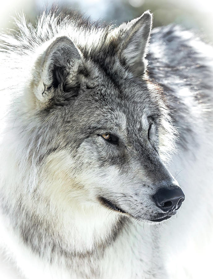 Wolf Face Color Photograph