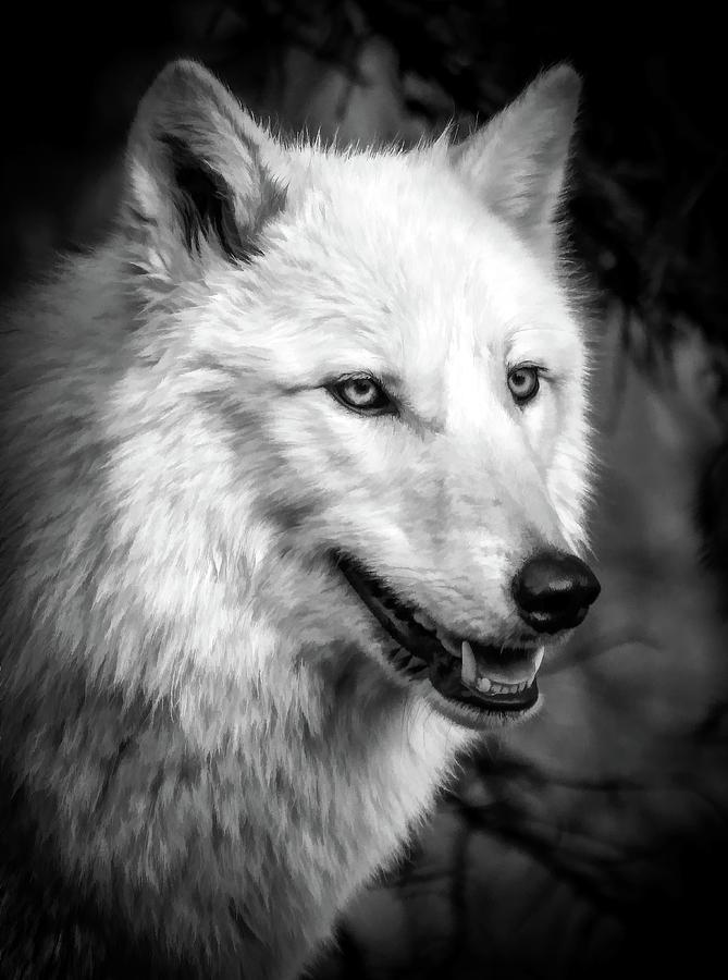 Wolf Fangs BW Photograph by Athena Mckinzie | Fine Art America