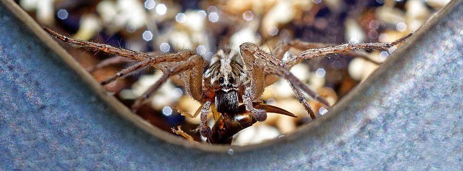 Feasting Wolf Spider Photograph by KJ Swan