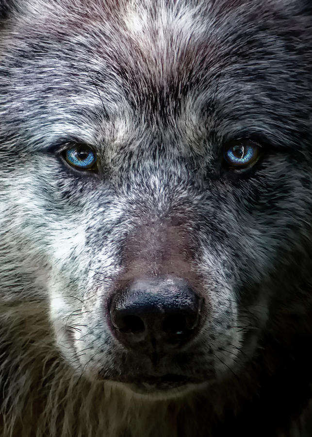 Wolf Photograph by Franck Olaya - Fine Art America