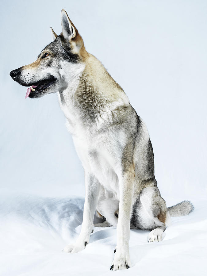 Wolf Photograph by Henrik Sorensen