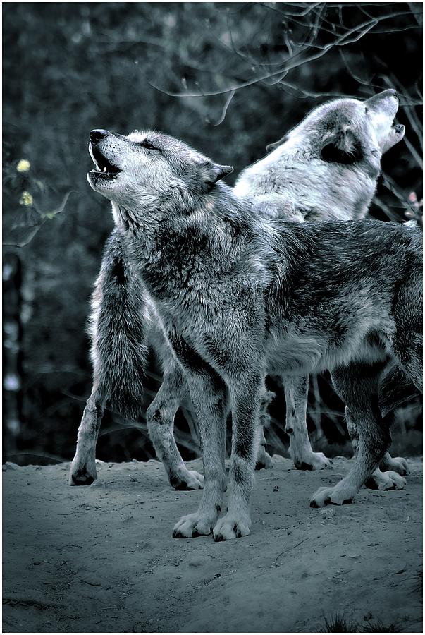 Picture Poster Wolf Animal Art Hunting Framed Print Pack of White Wolves 