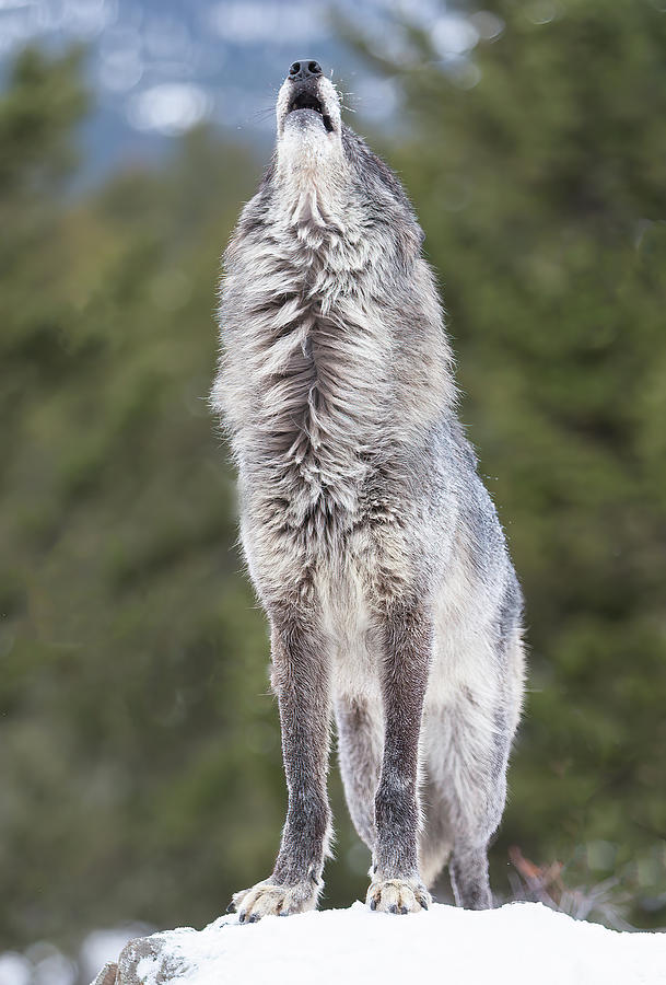 Wolf Howl Photograph by Jerry Fornarotto