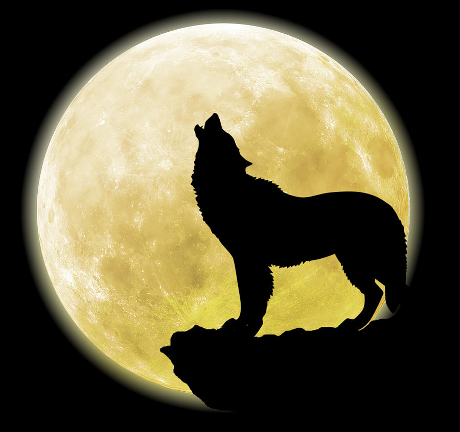 Wolf howling at the moon Digital Art by Courtney Hall