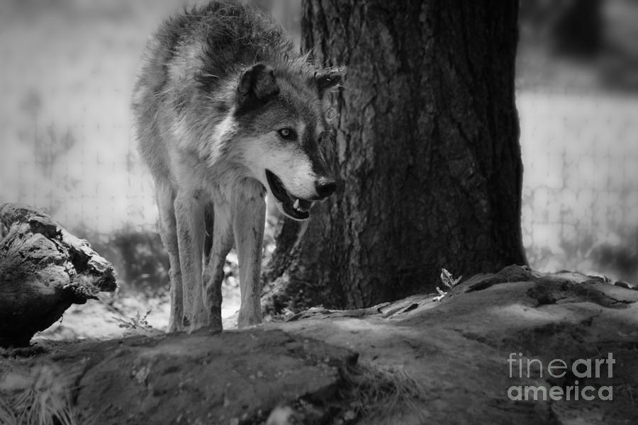 Black And White Photograph - Wolf in Black and White by Colleen Cornelius Black And White Photograph - Wolf in Black and White by Colleen Cornelius