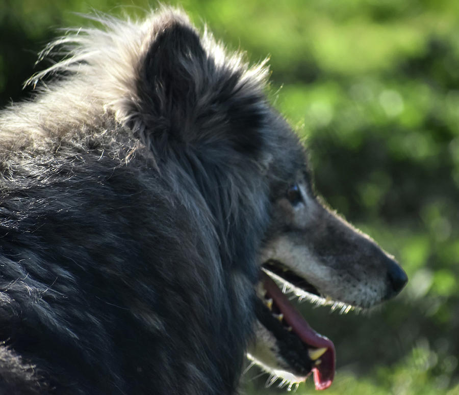 Wolf in Profile Digital Art by Joe Sclafani - Fine Art America