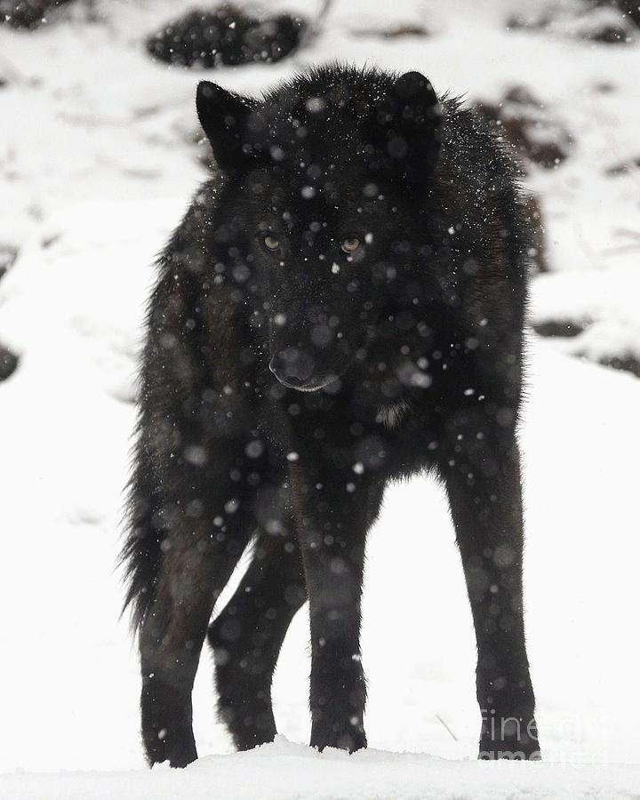 Black Wolf in Snow 1 Photograph by Robert Buderman