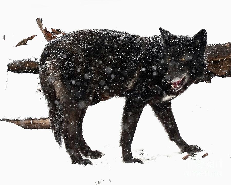 Black Wolf in Snow 2 Photograph by Robert Buderman
