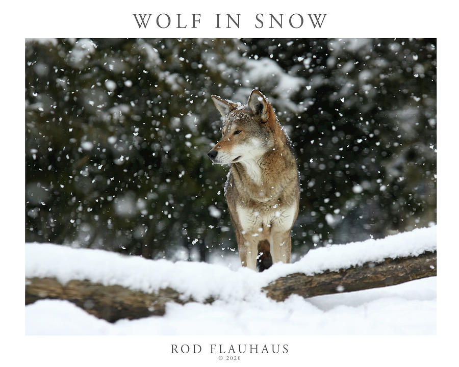 Wolf in Snow Photograph by Rod Flauhaus - Pixels