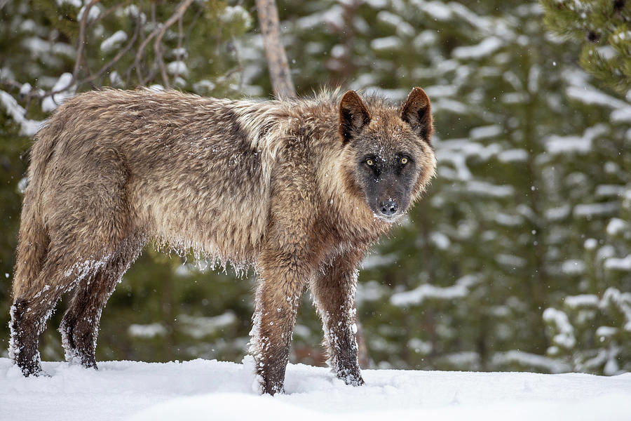Wolf in Snow, Yellowstone National Park Photograph by The Yellowstone Collection Wolf in Snow, Yellowstone National Park Photograph by The Yellowstone Collection